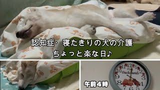 認知症で寝たきりの柴犬がよく寝てくれる夜（老犬介護）（柴犬）（老犬）（シニア犬）