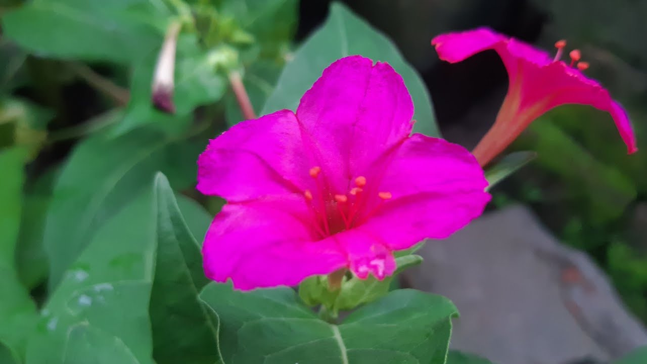 4 O'clock Plant || Mirabilis Jalapa|| Grow And Care Tips... 13/06/2020 ...