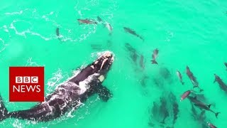 a whale playing with dolphins - BBC News