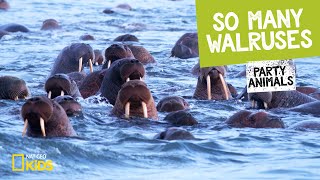 So Many Walruses | Party Animals