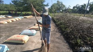 EP794-P1 - Pagbibilad ng mga Inaning Palay Pagkalipas ng Bagyo