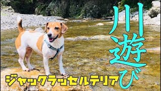 ジャックラッセルテリアが泳ぐ！近所の河原で川遊び♪