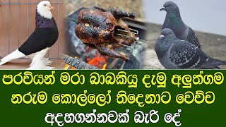 පරවියන් මරා ආහාරයට ගත් අලුත්ගම තරුණයින් | The incident reported in Alutgamin