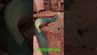 nonvenomous snakes | indian rat snake | green keelback snake | kukri snake #shorts