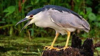 বাকচু পাখির ডাক ৬ #green Heron বাকচু পাখি Night Heron বাকচুর পাখি #পাখি Bukcu pakir duk