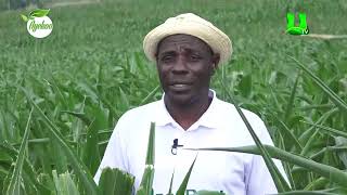 AYEKOO: RANSBOAT FARMS ... 2024 NATIONAL BEST FARMERS AWARD, 2ND RUNNER UP