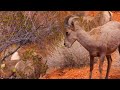 Nature Big horn sheep in Nevada