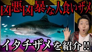 あのホホジロザメよりも危険な人食いザメ⁉︎イタチザメを徹底紹介！！　#イタチザメ