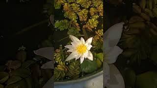 Waterlily seedling 🌱#like #subscribe #comment #trending #explore