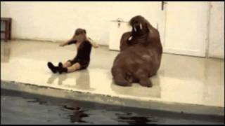 Walrus pushups (funny video)