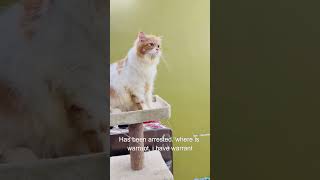 billu ka dimag🤣😂😁 #catcomedy #billicomedy #viralcat #catvideo #sajidcat #cat