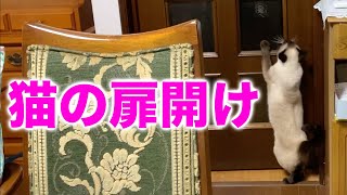 扉を開ける猫【猫】My cat opening the door