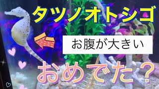 2021年【タツノオトシゴ】水槽の中を優雅に泳ぐタツノオトシゴがとても神秘的でした。鳥羽国際ホテル。