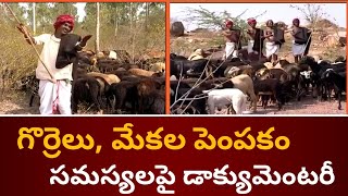 గొర్రెలు, మేకల పెంపకం \u0026 సమస్యలపై డాక్యుమెంటరీ / Documentary on Sheep, Goat Farming \u0026 issues