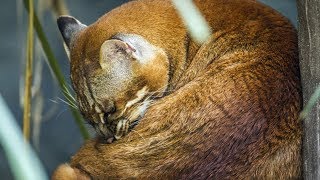 Asiatic Golden Cat (Catopuma temminckii) Wakes Up