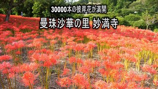 30000本の彼岸花が満開の曼珠沙華の里 妙満寺 2021 4K