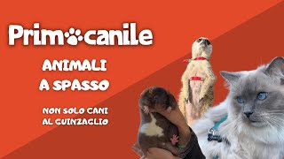 Primocanile - Animali a spasso: non solo cani al guinzaglio