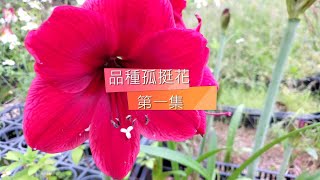 開箱2022年品種孤挺花第一集(俗稱百合花)【老四農場】[Amaryllis][アマリリス]｜請開啟CC字幕｜