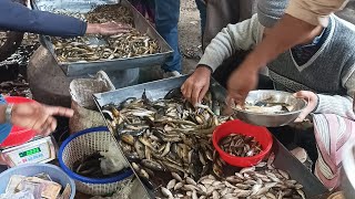 বনগাঁ নিউমার্কেট দেশী নদীর মাছ | BONGAON NEW MARKET | FISH MARKET IN BONGAON