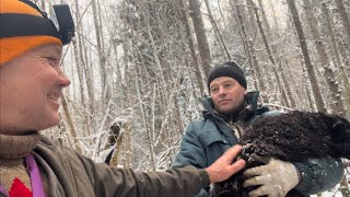 Опасная охота ! Встреча лаек с волками ! В лесу зверь невиданный попался Кучуму 😂😂😂