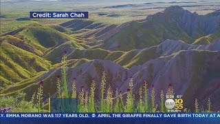 California Superbloom