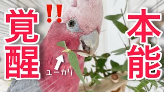 オウムに郷土料理を食べさせたら本能覚醒したったww【モモイロインコ】