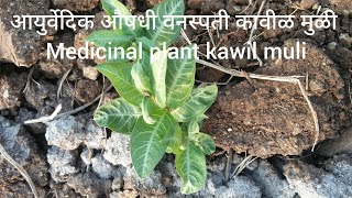 आयुर्वेदिक औषधी वनस्पती कावीळ मुळी || Medicinal plant kawil muli