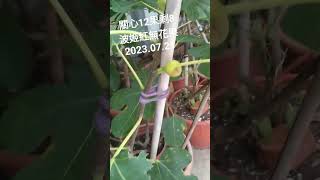 12果，再關心一下，波姬紅無花果，2023.07.21，(#fruits，#figs#無花果)