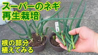 再生栽培　食べてしまったスーパーのネギを植えて育ててみます#ぼっちおじさん #再生栽培