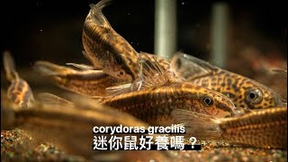 鼠博館：鼠魚小知識快問快答~迷你鼠好養嗎？corydoras gracilis