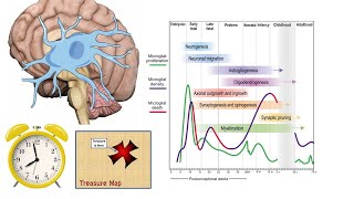 Macrophages in the brain: Time + Place