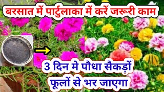 बरसात में पार्टुलाका में करें जरूरी काम| Portulaca Plant Care.Moss Rose Plant Care #gardening #npk