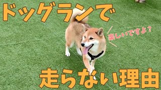 【保護犬＋柴犬#34】ドッグランでランしない理由とは・・・？