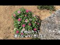 酷暑に負けない花たち【ガーデニング初心者】【vlog】【夏の花】