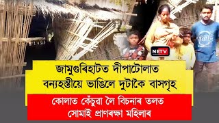 জামুগুৰিহাটত Wild Elephantৰ তাণ্ডৱ | কোলাত Baby লৈ মাকৰ Heroic প্ৰাণৰক্ষা!