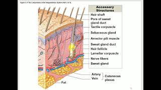 Bio233 A\u0026P 1 Lecture  Chapter 5 The Intugumentary system 2023