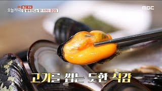 [생방송 오늘 저녁] 고기를 씹는 듯한 식감!✨ 자연산 홍합탕, MBC 230316 방송