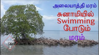 சுனாமியில் Swimming போடும் மரம் | அலையாத்தி மரத்தின் சிறப்புகள் | Mangrove Forest