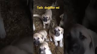 #keşfet #karadeniz #viral #viralvideo #new #kar #winter #artvin #news #yusufeli