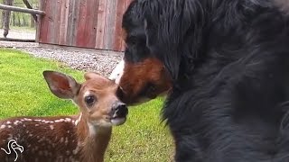 Man Finds Abandoned Baby Deer And Makes Her A Little Cast