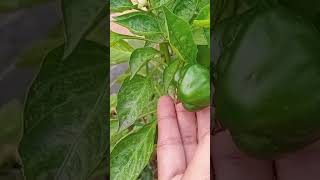 বলো তো এইগুলা কোন জাতের মরিচ #motivation #shorts #vegetables #ছাদবাগান