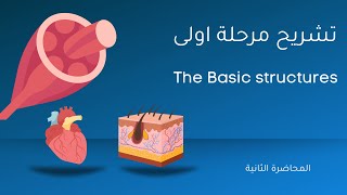 تشريح الانسان المحاضرة الثانية - Human Anatomy The Basic structures