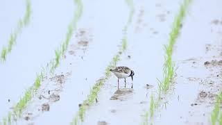 ♪鳥くん野鳥動画（千葉県）キョウジョシギとキアシシギ2020 5 6 6Z3A7256