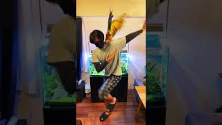 【ルリコンゴウインコ】ショート動画 #shorts #ルリコンゴウインコ #インコ #コンゴウインコ #macaw #bird #鳥 #踊ってみた #おじさん#xoxo