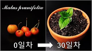 꽃사과를 키우는 간단한 방법｜꽃사과 키우기｜나만의 꽃사과나무 키우기｜꽃사과 씨앗 발아｜How to grow #70 Crab Apple