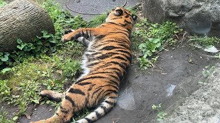 【子トラ】のんびりするアサちゃん【未公開編】【上野動物園】スマトラトラ