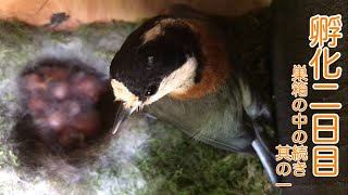 【ヤマガラ】【山雀】綺麗な目のメスさん　Varied tit