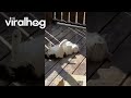 Kitten Sunbathing on His Catio || ViralHog