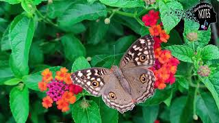 Relaxing flute music for sleeping or meditation with butterflies  #sleep #asmr #relax #china
