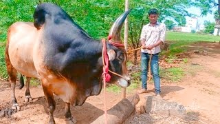 kangeyam sevalai kaalai | காங்கேயம் செவலை காளை